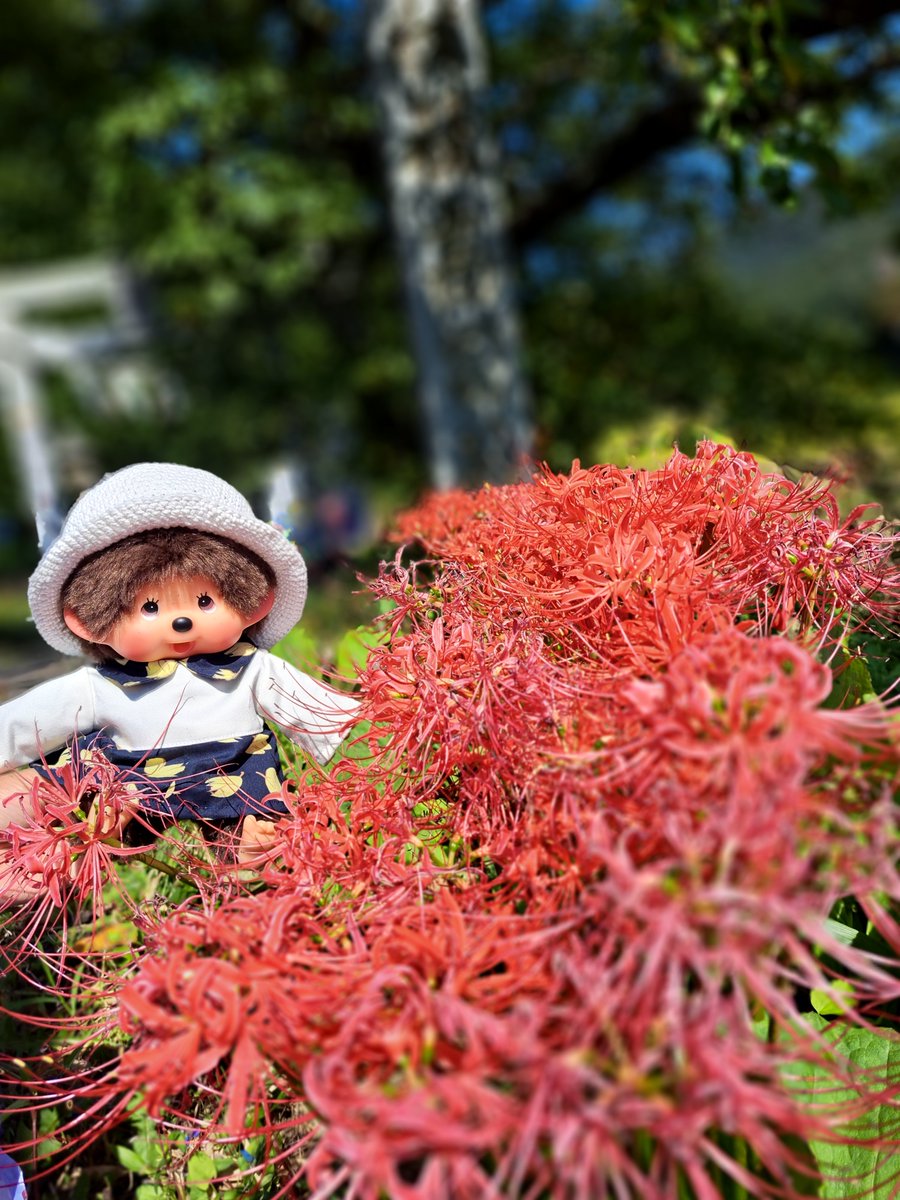 y_tom's tweet photo. 先ほど行ってきました！
郡山市磐梯熱海 高司神社
十五夜限定御朱印🌕️🍡
御朱印も賽銭箱の周りも、うさぎさんいっぱい🥰
境内は彼岸花が見頃でした😊

今日はモンチッチを連れて(^^ゞ https://t.co/mbPg1VaT0n