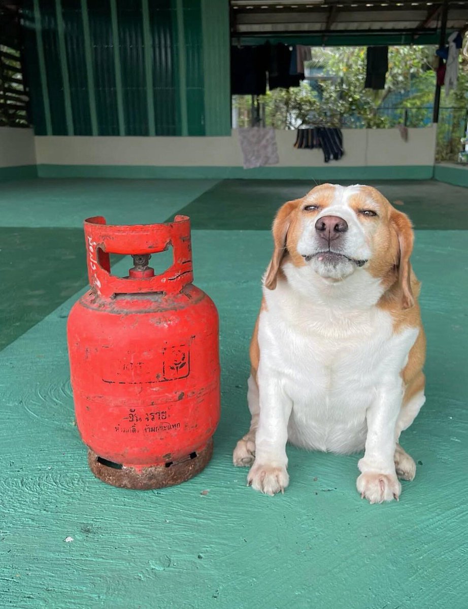 everythingdogss's tweet photo. https://t.co/XkKNM2kERY