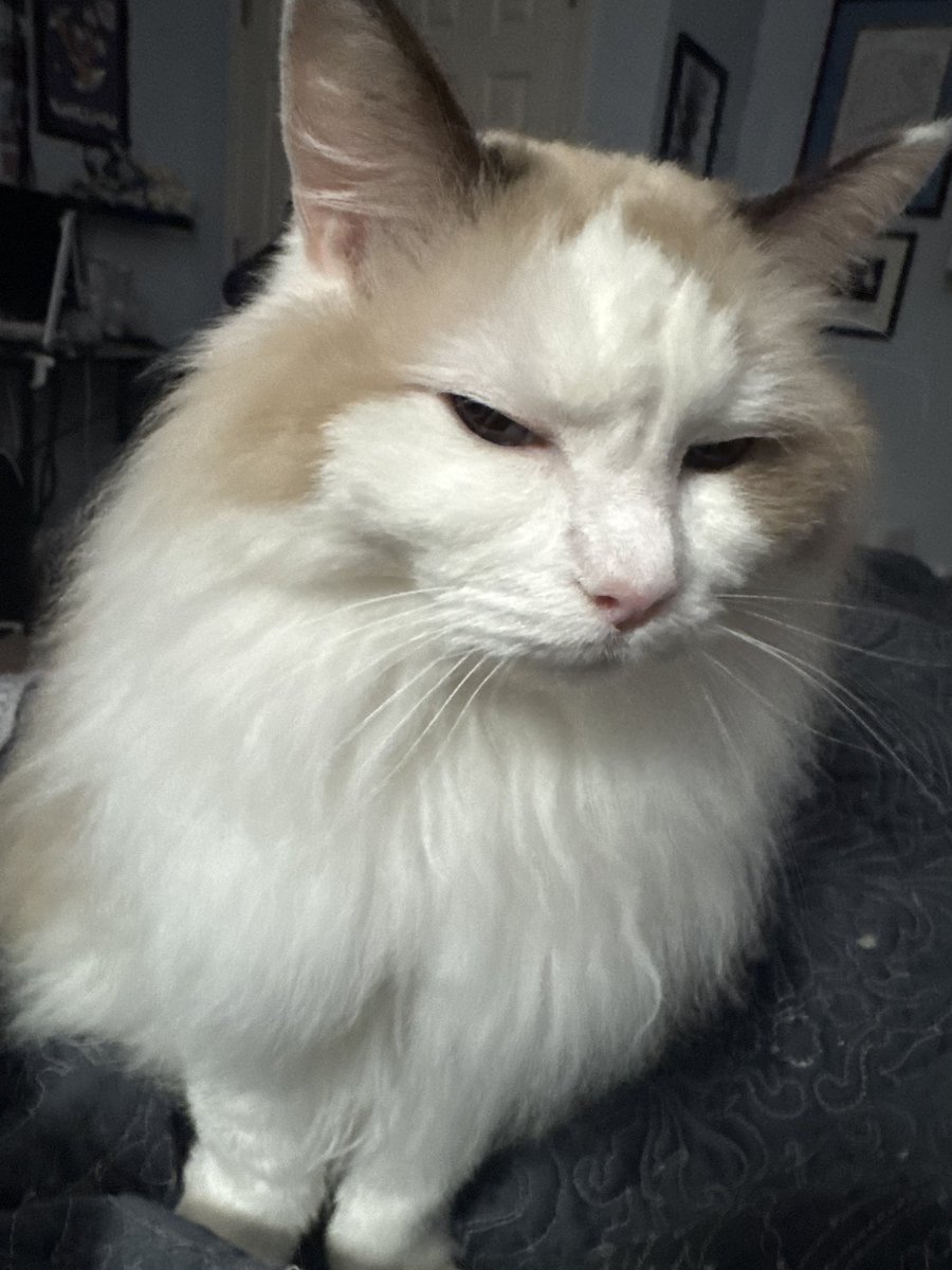 gigamachina's tweet photo. Why is she giving me the dwayne johnson stare https://t.co/hOVXQds01r