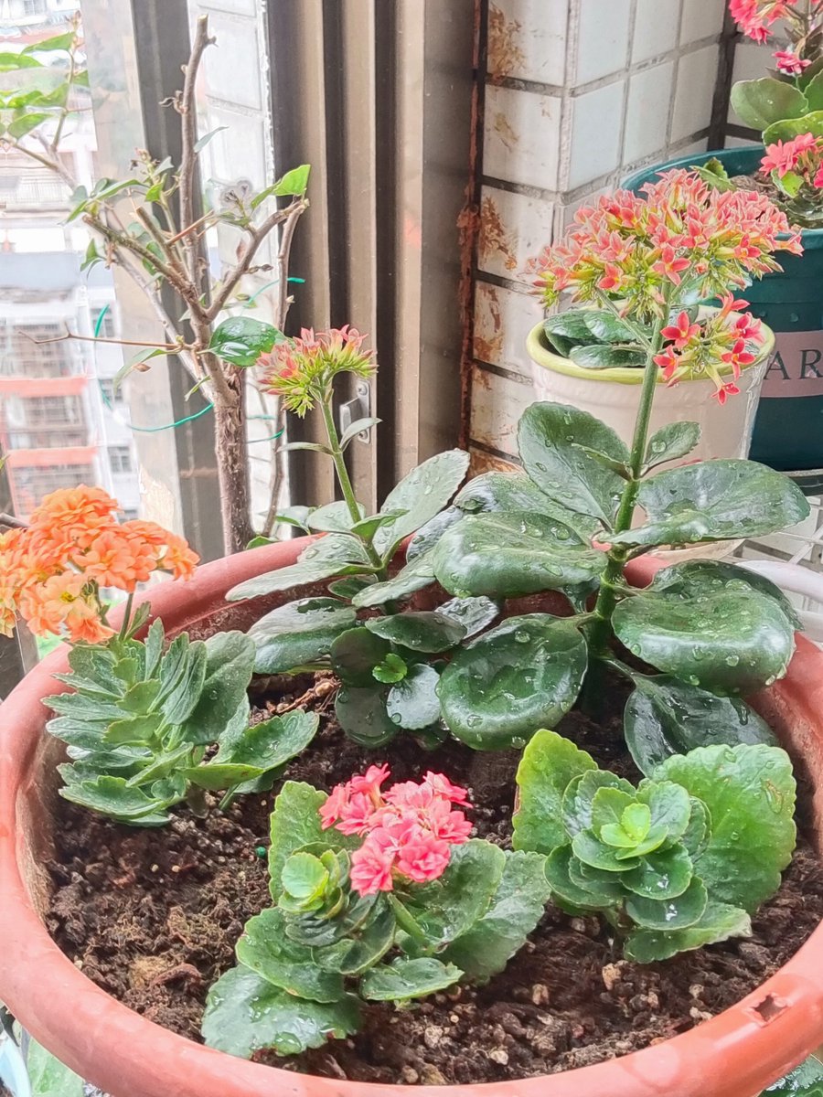 binsoon_kr's tweet photo. Just a small截攀悦使缎 moment of joy! A delicate缎 flower攀悦使缎s in the截攀悦使缎 morning light, making my day bright. https://t.co/dkf5G758UX