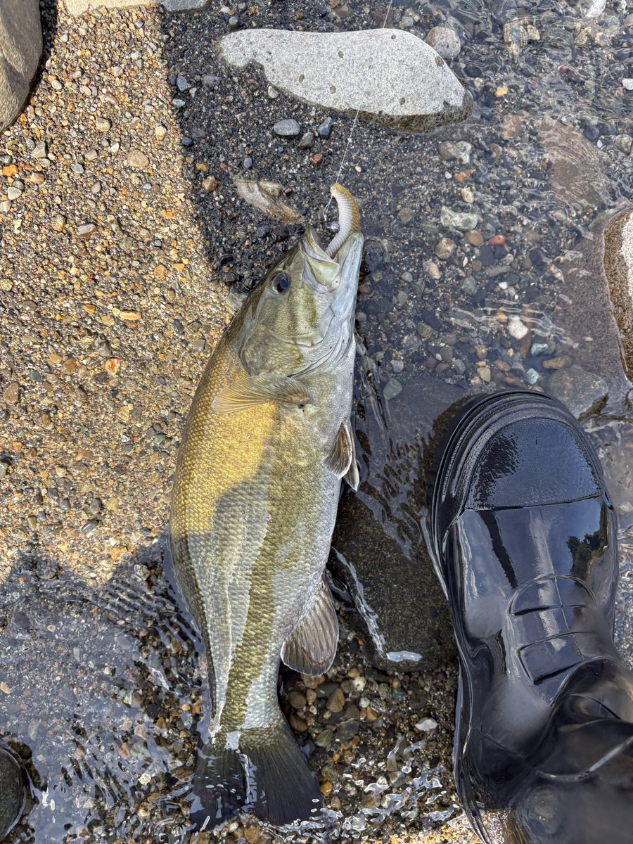 MCREEK3's tweet photo. まだまだ増水中
入りたいポイントに立てず https://t.co/gm9NCMLM1w