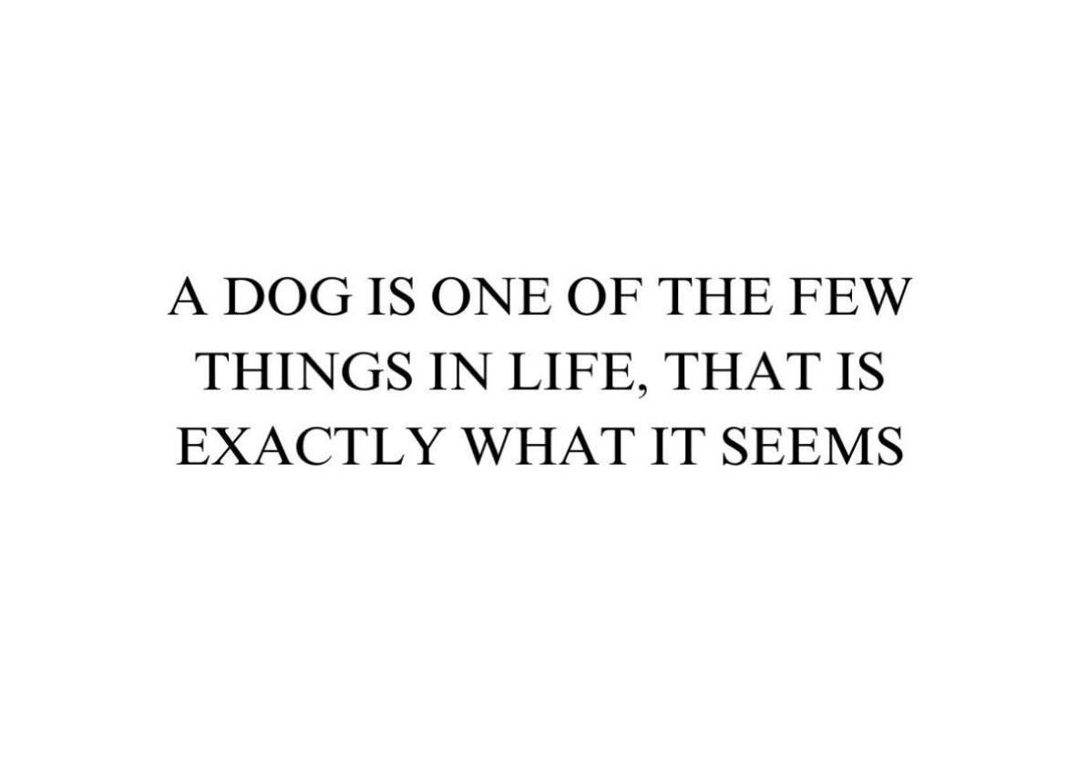 HeckinGoodDogs's tweet photo. https://t.co/5lykFoRchn