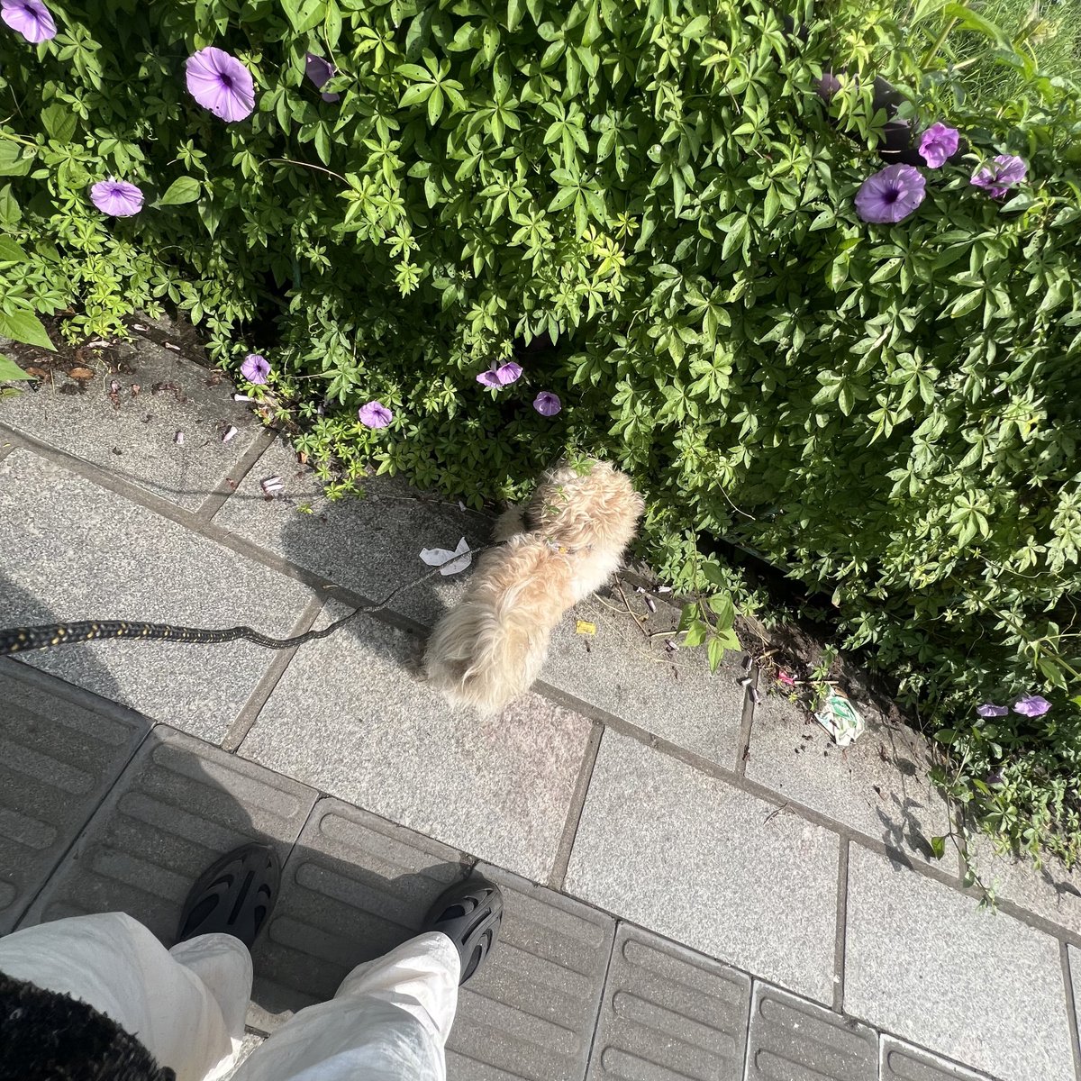 xjerinjose's tweet photo. He walked thirteen kilometers. The purple flowers were worth it.👾 https://t.co/ElP1VchYFS