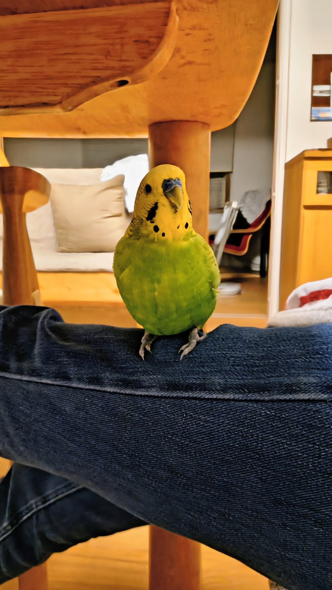 BeagleCafeBoy's tweet photo. おひるにおはよう〜

シルバー

オレンジ

あおともも、今日も元気〜

#インコ https://t.co/pKhqhgt23I