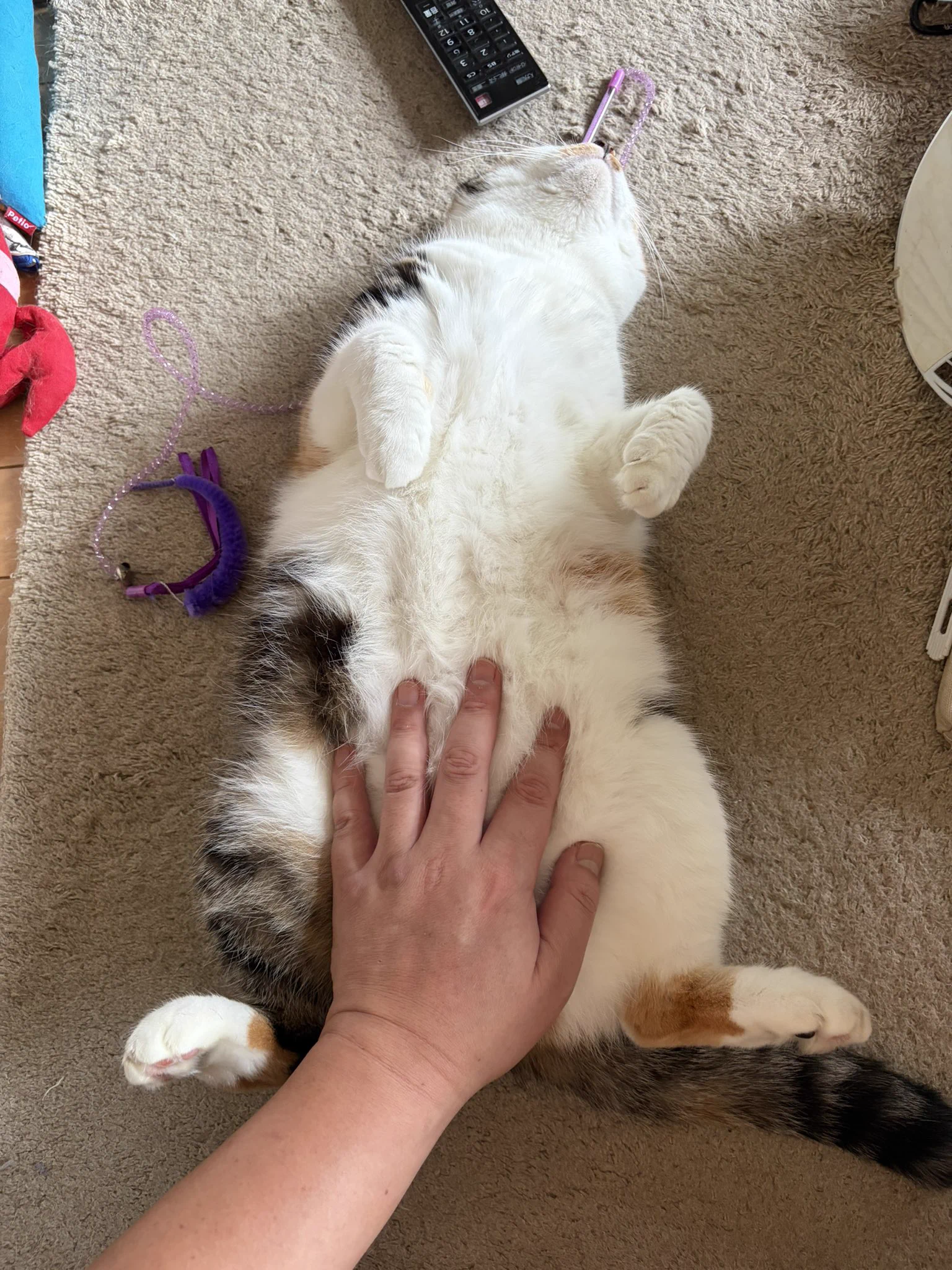 じゃむ猫 on X: 