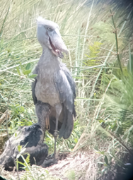 JapanEmb_Uganda's tweet photo. Great news from Mabamba Swamp in Uganda🇺🇬 We spotted a mother shoebill with her baby! 🐦💕
This wetland is one of the best places to see these magnificent birds in their natural habitat🛶(Photo by @BicToursUganda) https://t.co/q7N0SNJ16D