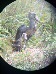 JapanEmb_Uganda's tweet photo. Great news from Mabamba Swamp in Uganda🇺🇬 We spotted a mother shoebill with her baby! 🐦💕
This wetland is one of the best places to see these magnificent birds in their natural habitat🛶(Photo by @BicToursUganda) https://t.co/q7N0SNJ16D