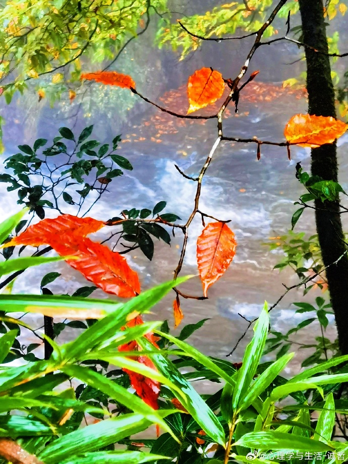 sieuntgtx's tweet photo. [Leaf-staged, scorched and graceful—nature’s quiet contrast captured in one glance]， https://t.co/9THVlvCSnQ