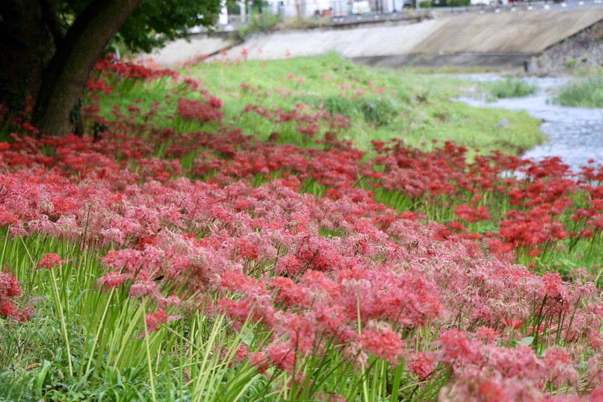 h_village_634's tweet photo. 村内の曼珠沙華の開花状況についてお知らせ致します。
9月25日(金)現在
・ふれあい広場周辺:見頃📷①
・安戸河原
(県道沿い安戸トイレ遊歩道寄り):見頃📷②
(駐車場前付近):見頃終盤📷③
(対岸)見頃📷④
※開花状況は前後する可能性があります。
#埼玉県 #東秩父村 #彼岸花 #曼珠沙華 #観光 https://t.co/tg5yTJ1GnP