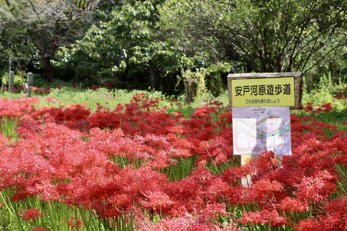 h_village_634's tweet photo. 村内の曼珠沙華の開花状況についてお知らせ致します。
9月25日(金)現在
・ふれあい広場周辺:見頃📷①
・安戸河原
(県道沿い安戸トイレ遊歩道寄り):見頃📷②
(駐車場前付近):見頃終盤📷③
(対岸)見頃📷④
※開花状況は前後する可能性があります。
#埼玉県 #東秩父村 #彼岸花 #曼珠沙華 #観光 https://t.co/tg5yTJ1GnP