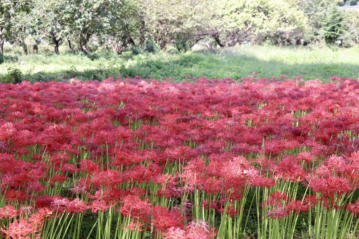 h_village_634's tweet photo. 村内の曼珠沙華の開花状況についてお知らせ致します。
9月25日(金)現在
・ふれあい広場周辺:見頃📷①
・安戸河原
(県道沿い安戸トイレ遊歩道寄り):見頃📷②
(駐車場前付近):見頃終盤📷③
(対岸)見頃📷④
※開花状況は前後する可能性があります。
#埼玉県 #東秩父村 #彼岸花 #曼珠沙華 #観光 https://t.co/tg5yTJ1GnP