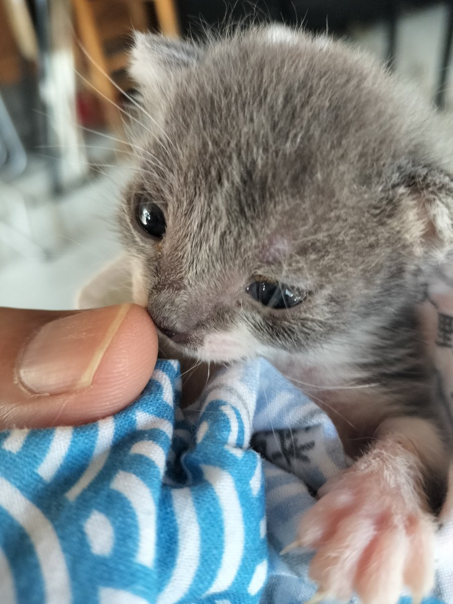 takadatenati's tweet photo. 少しの間お願いします

お願いがあります
境内に猫がいるから子猫を捨てはダメです、仲間がいるから大丈夫だろうと思ってるかもしれませんがただの言い訳です。
命は大切にしてください。
短歌の本来の意味とは違いますが

ひととき温き　いのち愛しむ

命は温かいんです。

続きます https://t.co/ppSD6M7TOh