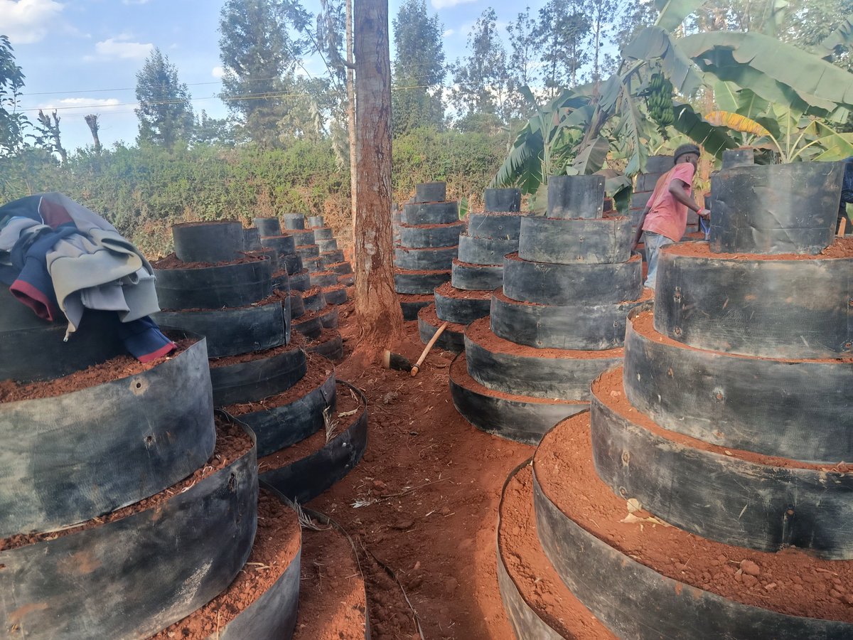 kalebndolo's tweet photo. Going vertical where farm size limits in urban areas is the way to go.
#keepfarming https://t.co/2nNwPiZ6M4