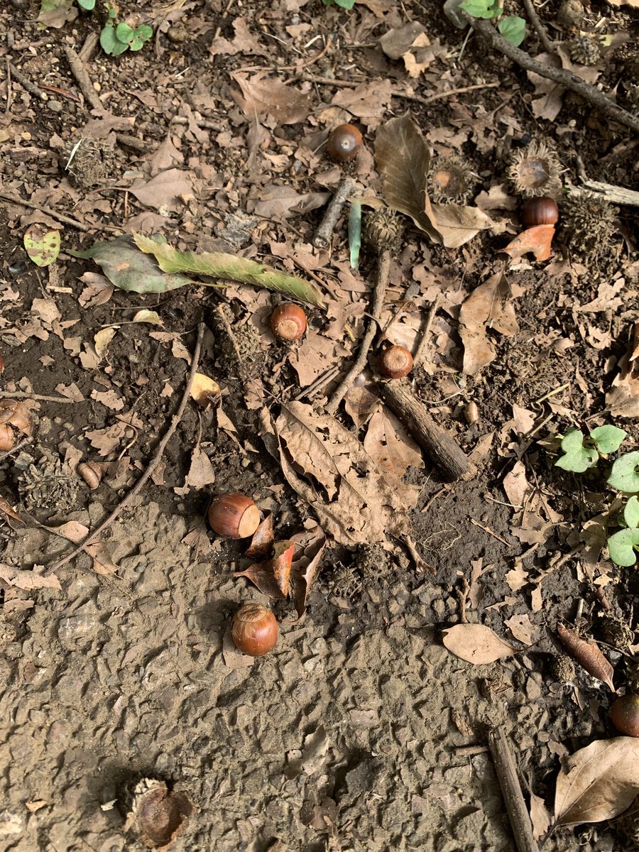 masauax's tweet photo. 今日も仕事休憩で公園散歩。どんぐり落ちてた。秋感じるなあ。 https://t.co/MPHKeREe1P