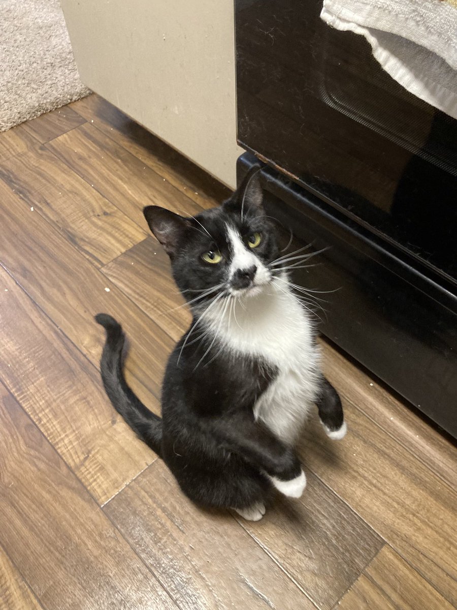 CrypticKoneko's tweet photo. @Greekgoddess02 I love tuxedos they’re so silly!! This is my Felix he’s a sophisticated little man!!🖤🤍 https://t.co/tRcJOJDDFz