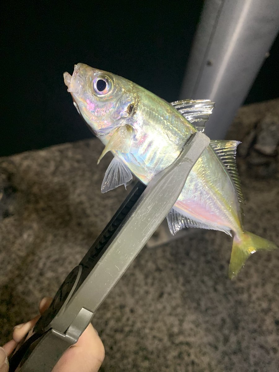 kimakuma_'s tweet photo. 豆アジだが、釣るだけなら楽だったけどサイズは全く伸びなかった…

シーバスはヤバいくらい湧いているのに、全く相手をしてくれなかったのは悲しい https://t.co/1YhEUvJeiM