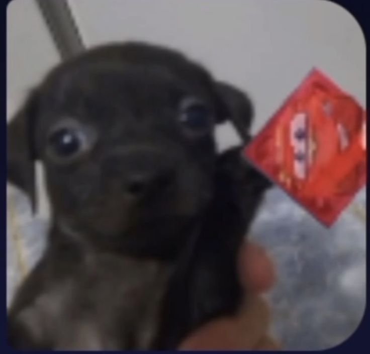 draykrank's tweet photo. @Archivatumm Hasta que no se muestre el pasado de Stella, mi opinión con ella es que es la peor mierda del infierno. De Stolas no hay mucho que decir, esta en pleno arco de desarollo y es obvio que esta en el final del hoyo https://t.co/QsRfLULGlP