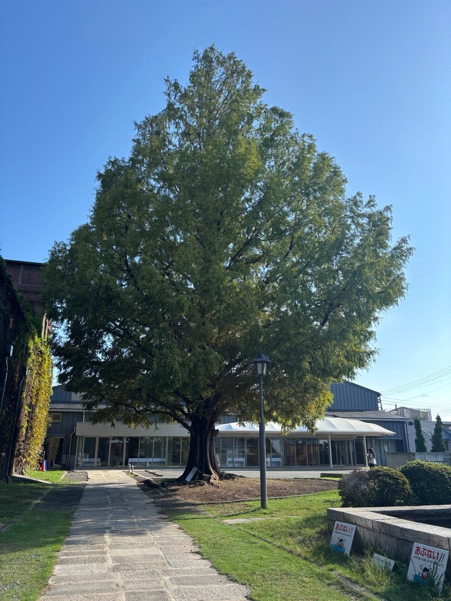 arutyu_corps's tweet photo. 素晴らしい木🌲 https://t.co/GHU9EKVTKB
