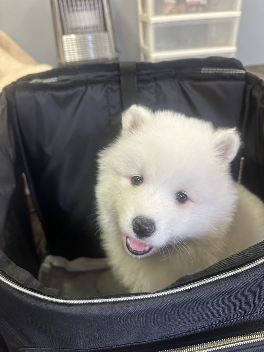 sadaharu__0905's tweet photo. サモエドの子犬は(可愛すぎて)みてはいけない

#サモエド https://t.co/twiC36VfTm