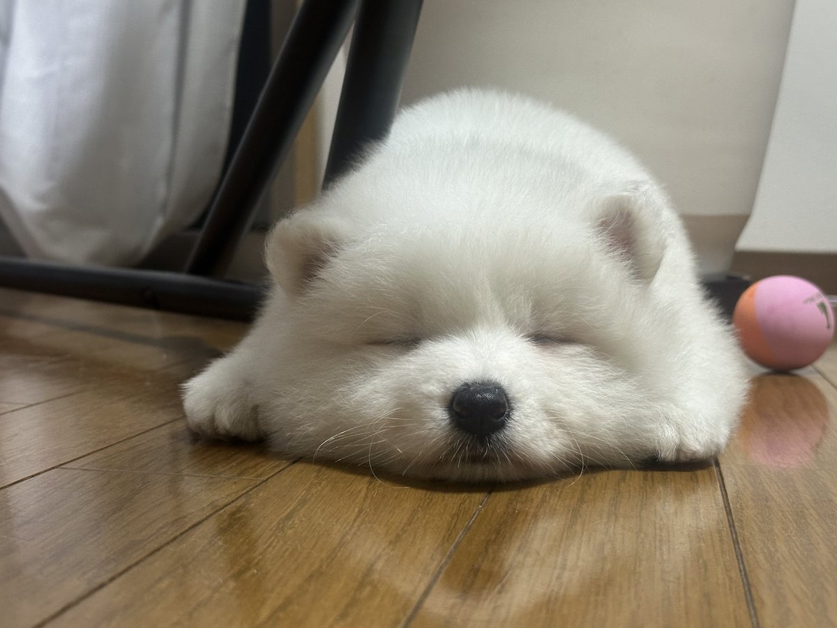 sadaharu__0905's tweet photo. サモエドの子犬は(可愛すぎて)みてはいけない

#サモエド https://t.co/twiC36VfTm