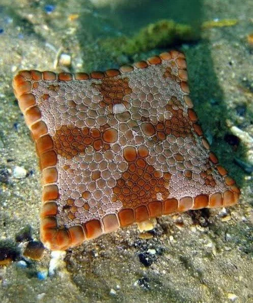 Rainmaker1973's tweet photo. A starfish born square due to a birth defect https://t.co/k2qcsNR0RW