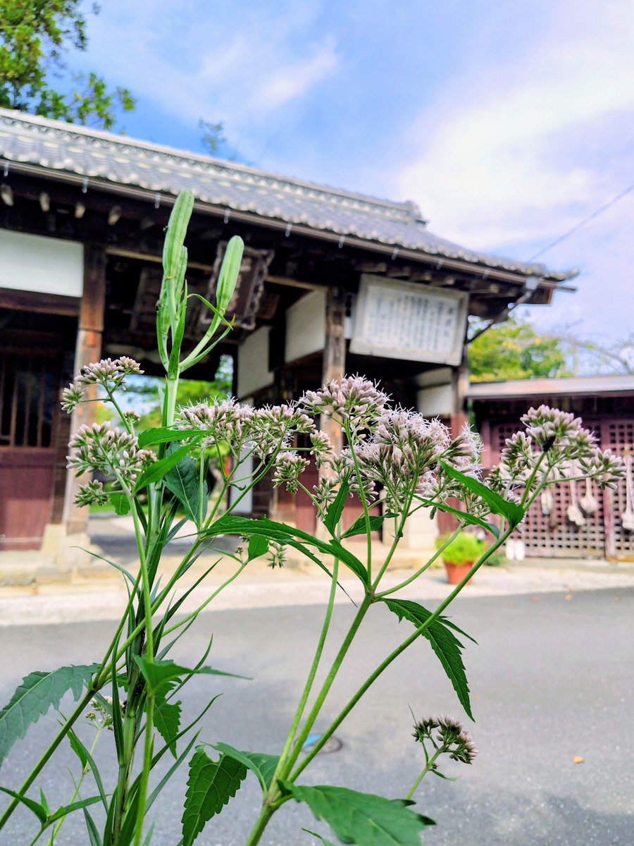 yamazato_banbi's tweet photo. 小鹿野町にある十輪寺に咲いている、秋の花「フジバカマ」🌸🍂我が家にも、何年か前に十輪寺で分けていただいたフジバカマがあり、今年も少し花を咲かせています😊フジバカマの花に飛んでくるのが「旅する蝶」と呼ばれるアサギマダラ🦋 https://t.co/HLKNVCExl0