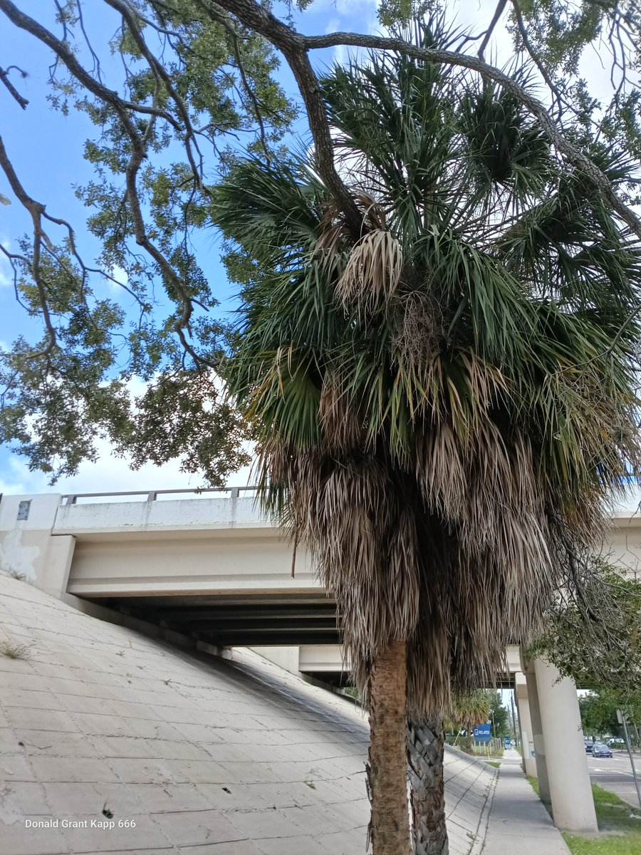DonaldGrani1w3's tweet photo. Palm Tree next to a highway in South Tampa, Florida.
#palmtreesandsunshine #palmtrees #tampaflorida #UniversityOfTampa #iNaturalist #donaldgrantkapp #tampaflorida https://t.co/HPF9D5QlRr