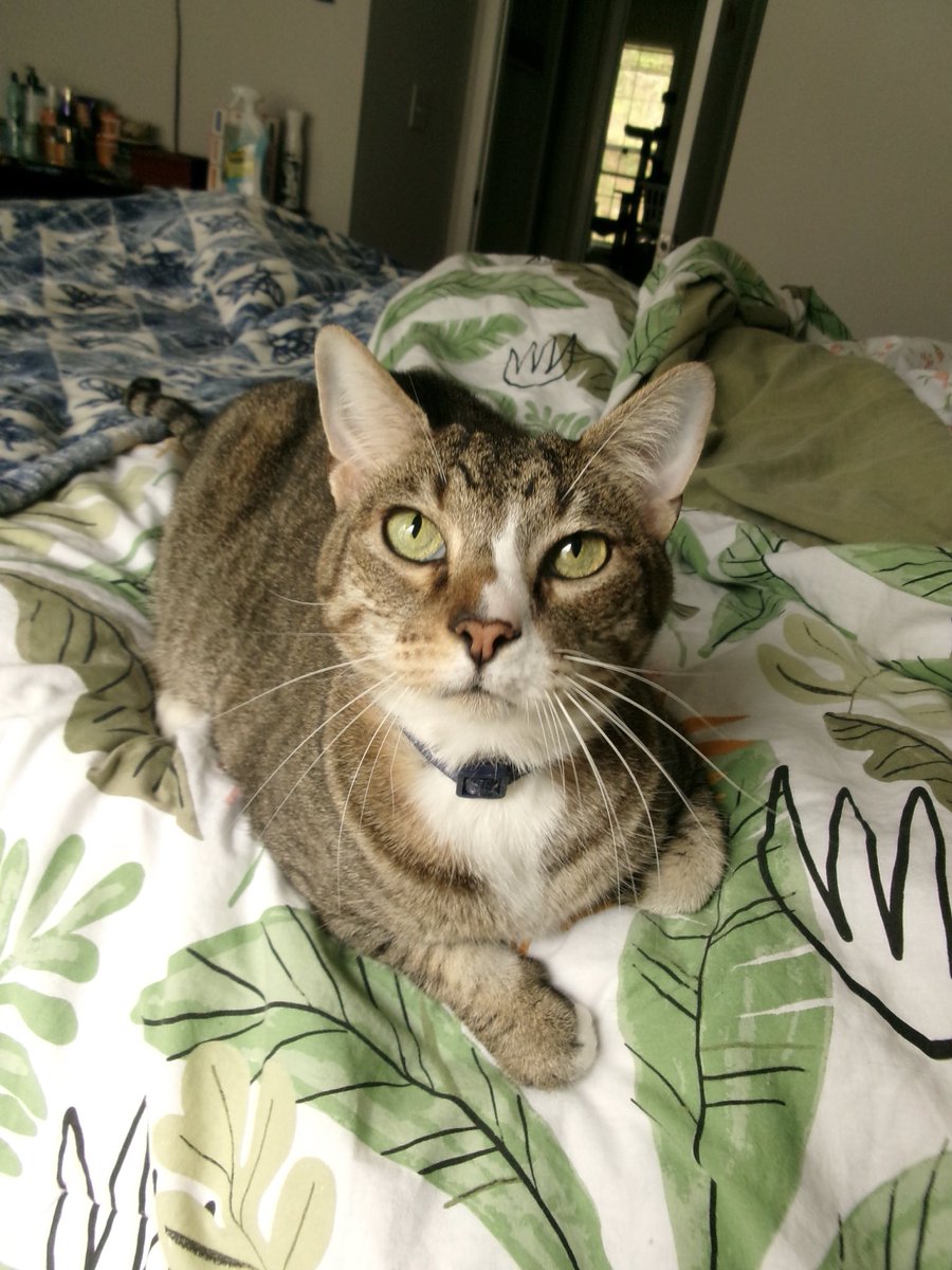 newtnewts's tweet photo. @prerecessiongrl we have a tabby named michael 🥹 https://t.co/5fV7EVqBzz