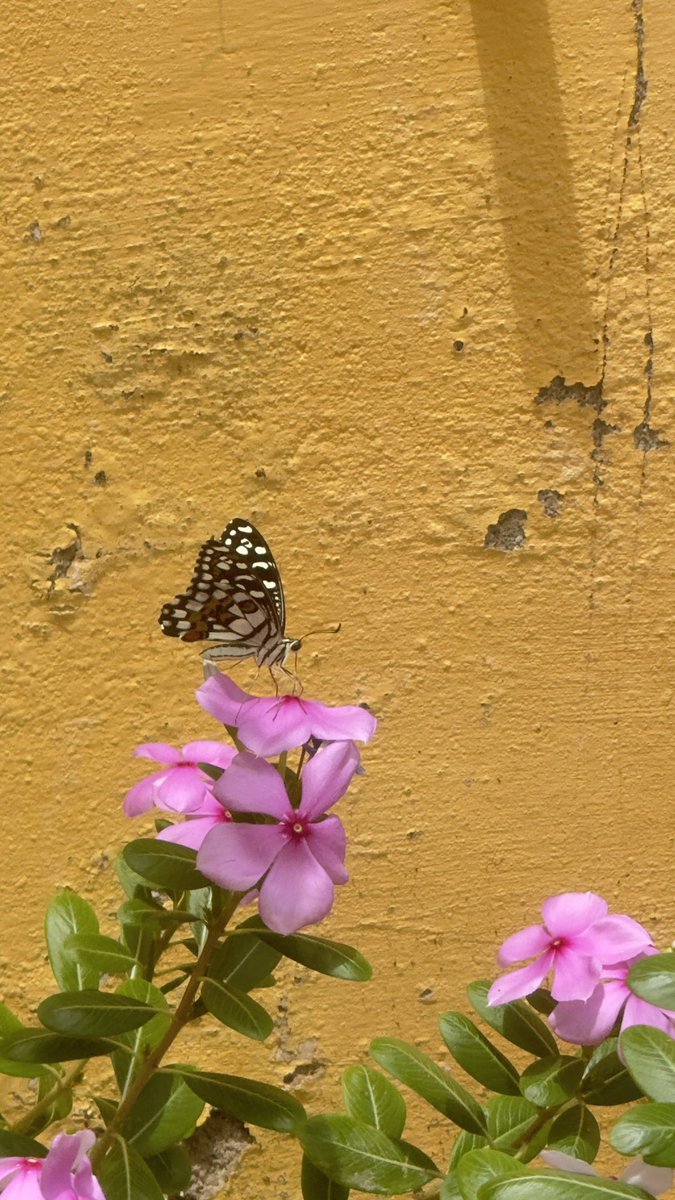 Anamika_Vibes's tweet photo. Same flowers. Different visitor.
Nature really knows how to make an ordinary wall feel alive. 🦋🌸 https://t.co/bV0LSWV1SD