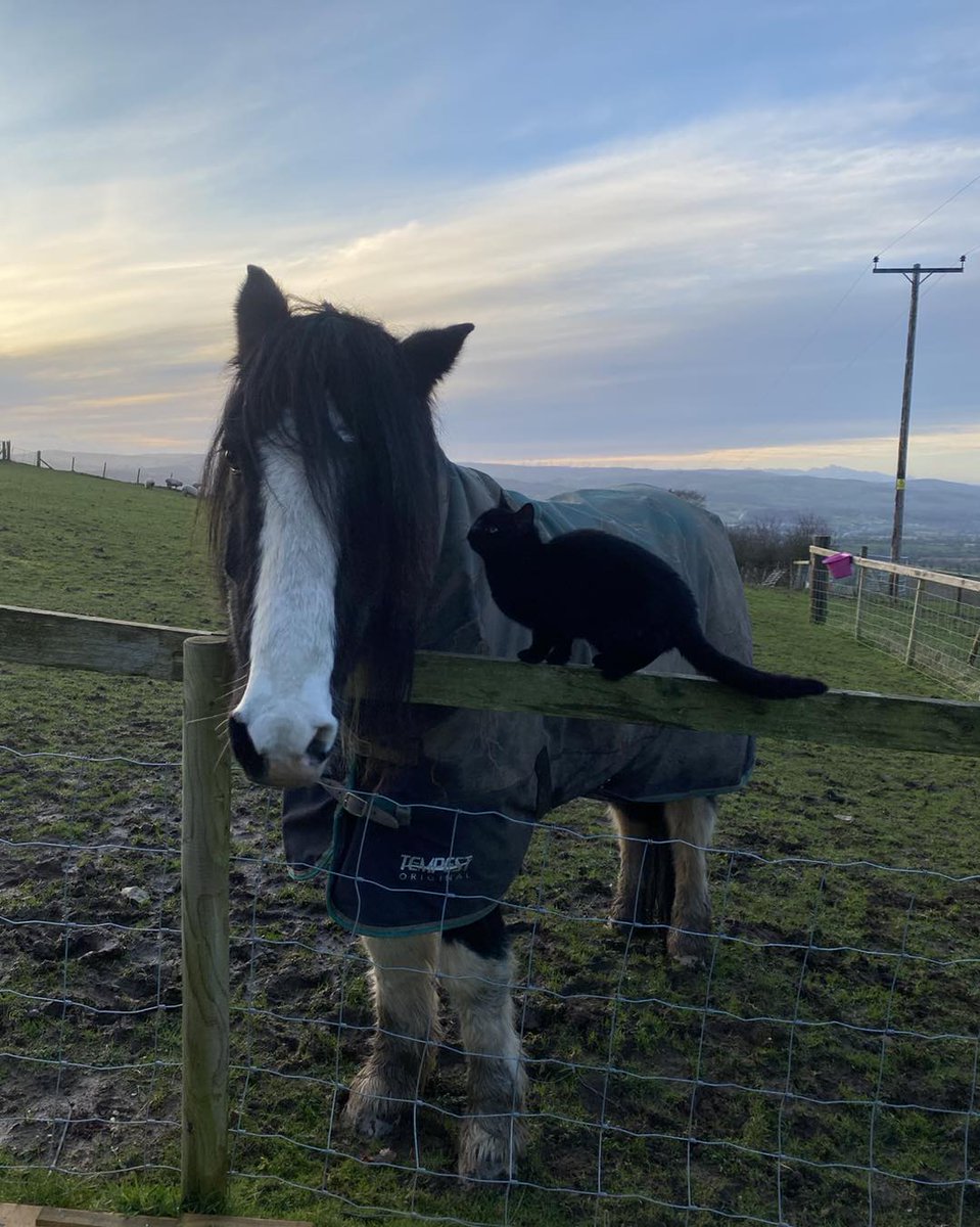 OlinPattie's tweet photo. Storm is such a sweet soul, letting Shark the cat explore the world from his height while Eclipse watches curiously. https://t.co/8zzFylgdQN