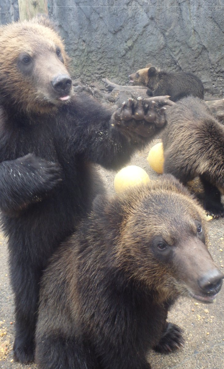 bearpark_jp's tweet photo. サツマイモパーティー開催！🍠🍠

#プレゼントでいただきました #子グマ #秋の味覚 #のぼりべつクマ牧場  #noboribetsubearpark https://t.co/aLcKC2m0kI