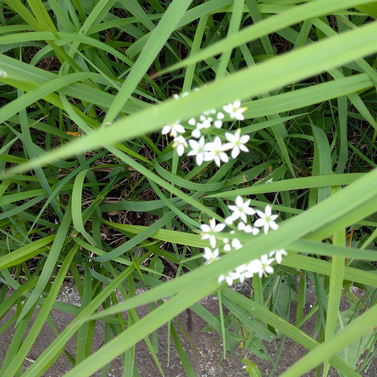 sollunette86210's tweet photo. #戦争に反対するお花畑の会 ❁⃘*.𖥧𓈒𓂂𓍯*🕊️🎀 https://t.co/lq5mSU9Dj2