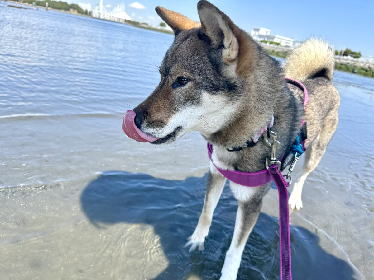 ruki_shikokudog's tweet photo. むしろトイプが流行ってる云々より個人的にはこんな綺麗で格好良くて愛嬌があっておもしれー犬が日本(四国原産､主に高知)にいるのに誰も知らない上に絶滅しそうなのが超意味分からないっす…

四国犬こんなに良い犬なのに🥹
誰かに刺されー！！！ https://t.co/b5e2Eun4d3