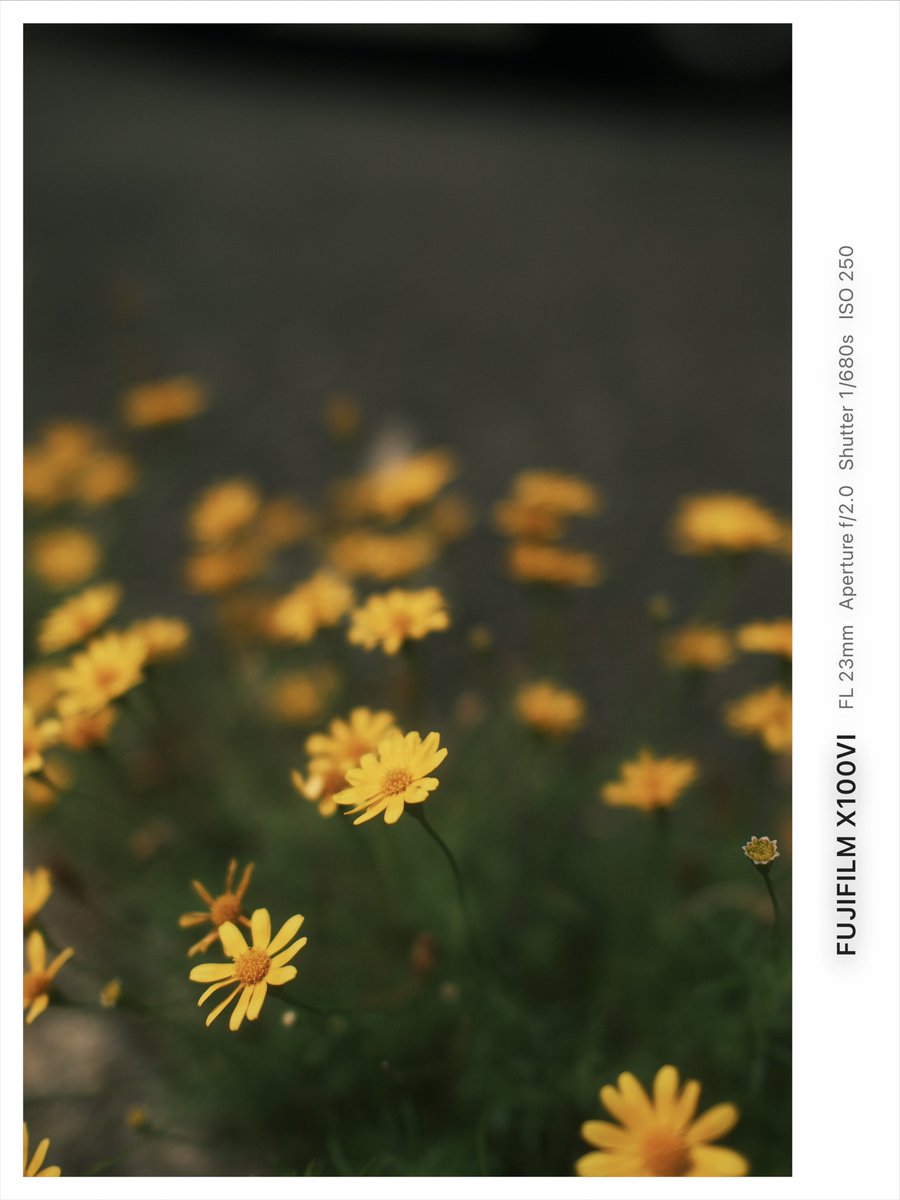 FindX9Pro's tweet photo. 彼岸花

Shot on 📸FUJIFILM X100VI https://t.co/roP4iZkiNP