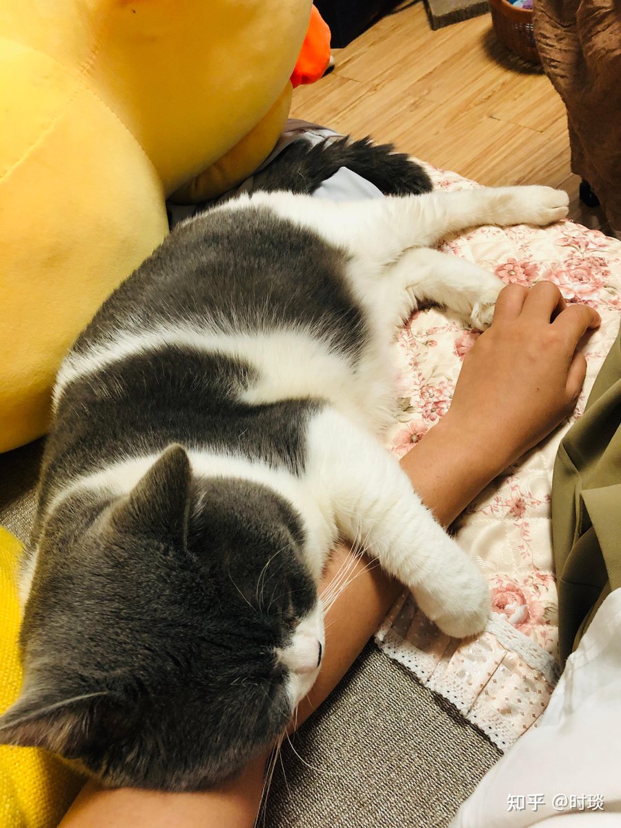 khoayuki910779's tweet photo. A lazy Sunday afternoon curled up with my fur baby = pure happiness https://t.co/PivuurD45F