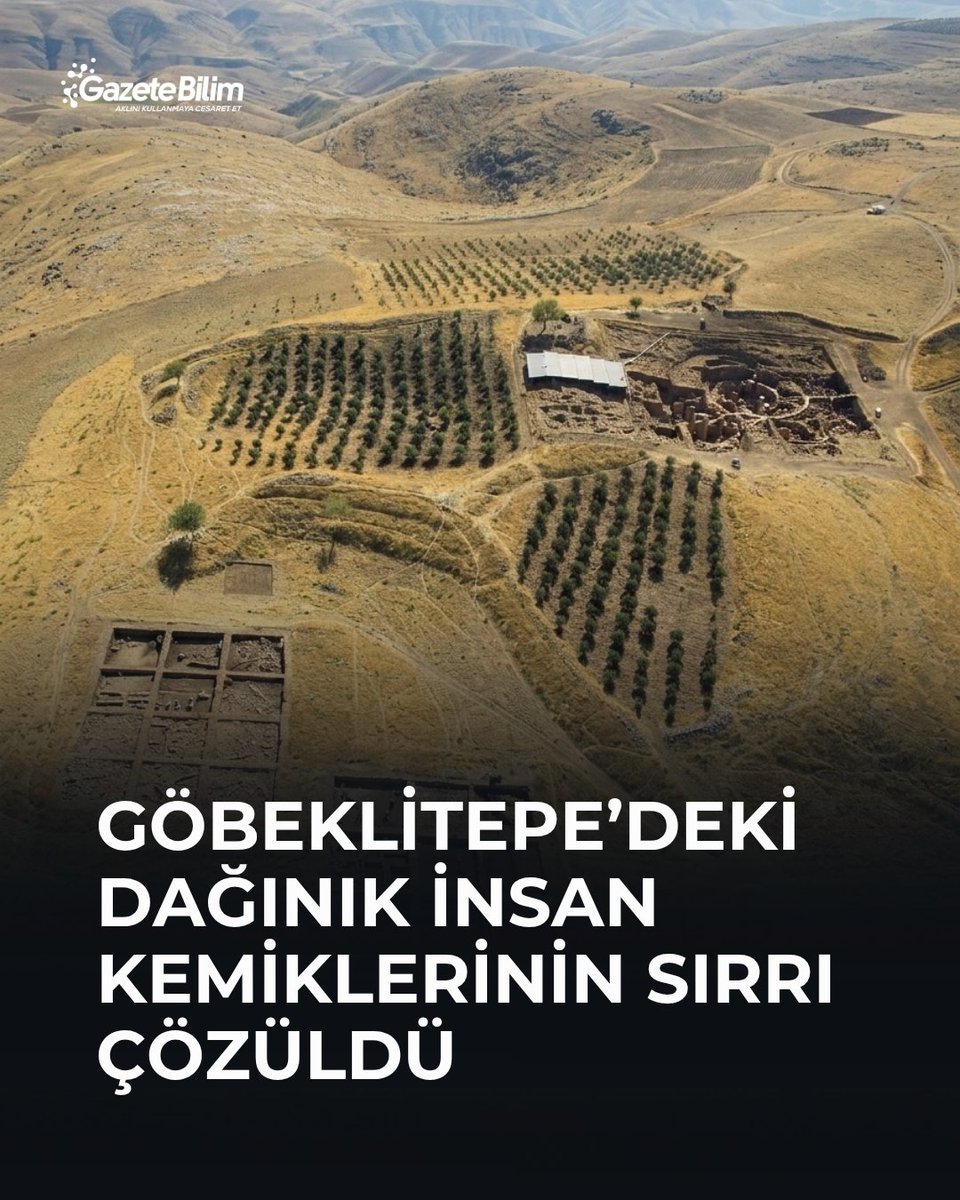 GazeteBilim's tweet photo. 📍Göbeklitepe’de 30 yılı aşkın süredir bulunan yüzlerce dağınık insan kemiğinin buraya nasıl geldiğine ilişkin önemli bir açıklama ortaya çıktı.

🗨İlk iki mezarı inceleyen bilim insanları, 928 kemik parçasının en azından bir bölümünün mezarlardan erozyon ve yamaç hareketleriyle taşınmış olabileceğini belirledi.

Göbeklitepe’de 1995’te başlayan kazılardan bu yana anıtsal yapıların dolgularında ve çevresinde 928 dağınık insan kemiği parçası bulundu. Kadın, erkek ve farklı yaş gruplarına ait kemiklerin neden yaklaşık 3 bin metrekarelik alana yayıldığı uzun süredir tartışılıyordu.

22 Eylül’de PLOS ONE’da yayımlanan yeni araştırma bu gizeme önemli bir açıklama getiriyor. Çalışmayı Alman Arkeoloji Enstitüsü’nden (DAI) fiziksel antropolog Julia Gresky ve arkeolog Lee Clare gerçekleştirdi. Araştırmacılar Göbeklitepe’de tespit edilen ilk iki mezarı ve buradaki insan kalıntılarını inceledi.

İlk mezarlar ipucunu verdi
Mezarlar yaklaşık MÖ 8700–8000 yıllarına tarihleniyor. Bunlardan birinde 20–30 yaşlarında genç bir kadının büyük ölçüde bozulmamış iskeleti bulundu. Diğerinde ise en az üç, muhtemelen dört kişinin kalıntıları vardı.

Bilim insanları mezarlardaki kemiklerin kırılma biçimlerini, kireç birikimlerini ve hayvanların bıraktığı izleri Göbeklitepe’nin farklı noktalarındaki dağınık kemiklerle karşılaştırdı. Benzerlikler, yüzlerce kemiğin en azından bir bölümünün başlangıçta yapıların tabanlarının altındaki mezarlarda bulunduğuna işaret etti.

Kemikleri binlerce yıllık doğal süreçler dağıtmış olabilir
Araştırmacıların ortaya koyduğu senaryoya göre, höyüğün daha yüksek kesimlerindeki mezarlar zamanla erozyon ve yamaç hareketleriyle bozuldu. Toprak aşağı doğru taşınırken insan kemikleri de sürüklenerek daha aşağıdaki anıtsal yapıların dolgularına karıştı.

Bu durumda Göbeklitepe’deki dağınık kemiklerin önemli bir bölümü, düşünüldüğü gibi insanlar tarafından ritüel amacıyla yapıların içine bırakılmış olmayabilir; binlerce yıllık doğal süreçler kemikleri parçalamış ve yerlerinden taşımış olabilir.

Ancak araştırmacılar bütün kemiklerin bu şekilde açıklanamayacağını vurguluyor. Daha önce bulunan bazı kafataslarındaki kasıtlı kesikler ve oyuklar, Göbeklitepe’de ölümden sonra insan bedenlerine yönelik özel uygulamaların da gerçekleştirildiğini gösteriyor.

Yeni araştırma böylece 30 yıllık gizemin önemli bir bölümüne yanıt verirken Göbeklitepe hakkındaki başka bir görüşü de güçlendiriyor: İnsanların yapıların tabanlarının altına gömülmesi, son yıllarda ortaya çıkarılan konut ve gündelik yaşam bulgularıyla birlikte, buranın yalnızca insanların zaman zaman toplandığı bir tören merkezi değil, aynı zamanda yaşadıkları bir yerleşim olduğunu destekliyor.

🔗https://t.co/oE4DD2rAO8