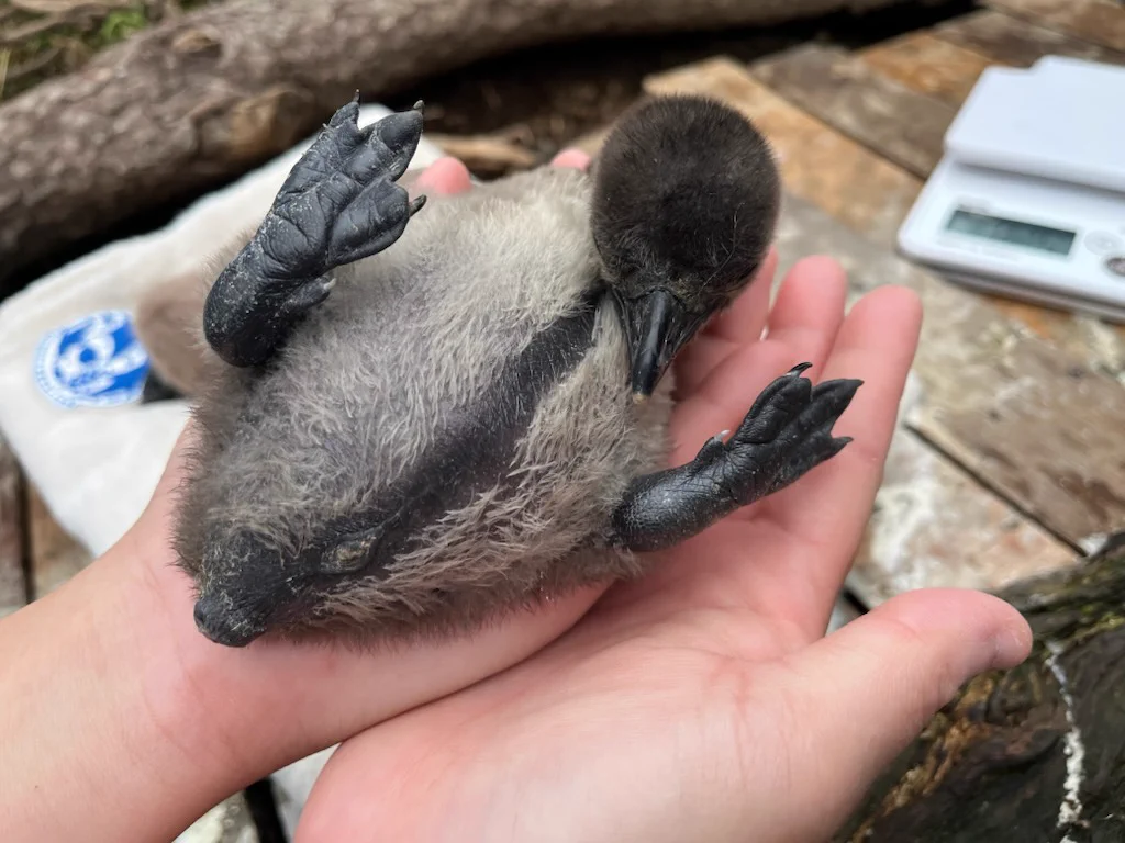 ケープペンギンの爪 サンシャイン水族館 on X: 
