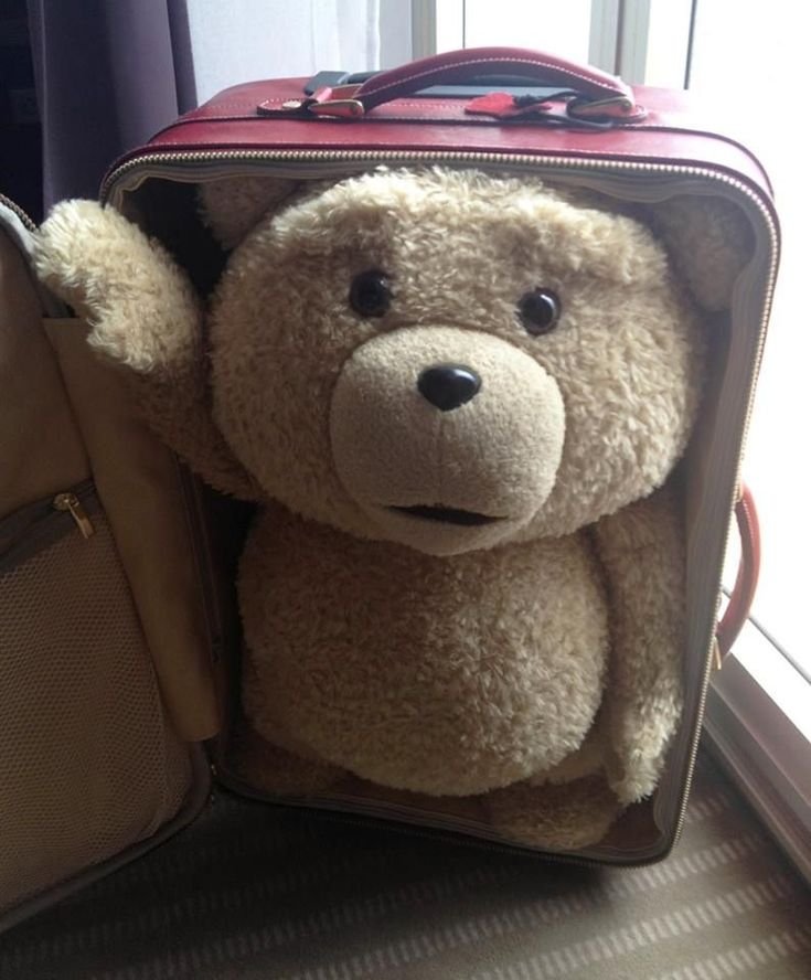 MunkyBreadd's tweet photo. i love people who take photos of their ted plushies... so kyute<33 https://t.co/lH3AsnQ4rQ