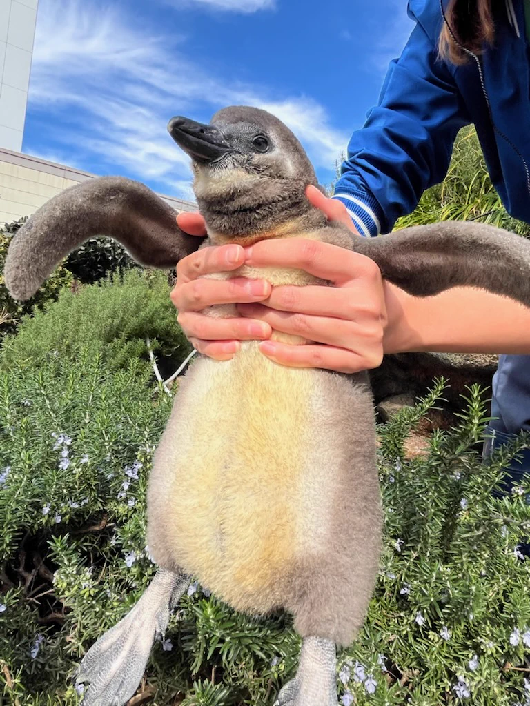 サンシャイン水族館 on X: 