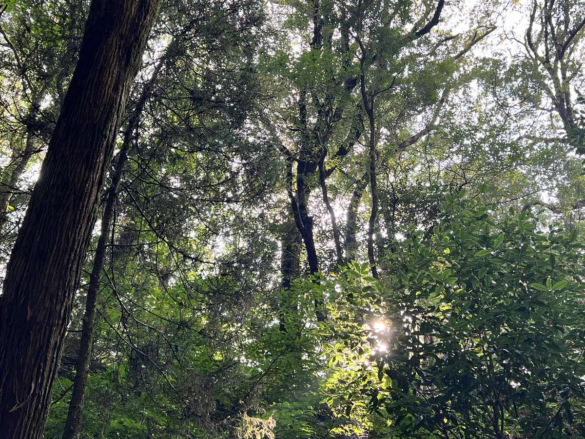 Nunchan23_'s tweet photo. マイナスイオン🌿🫧 https://t.co/xruBUgY6wR