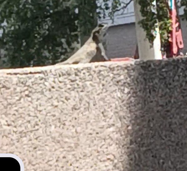 DonaldGrani1w3's tweet photo. Iguana in downtown Tampa!!!!! For size comparisons this is about 3x the thickness of the biggest Brown Anole you have ever seen. With the tail it was around 12 inches and chunky.
#iguana #Publixbayshore #largelizard #tampaflorida #hillsboroughcounty #donaldgrantkapp https://t.co/sJkQwFVvgh