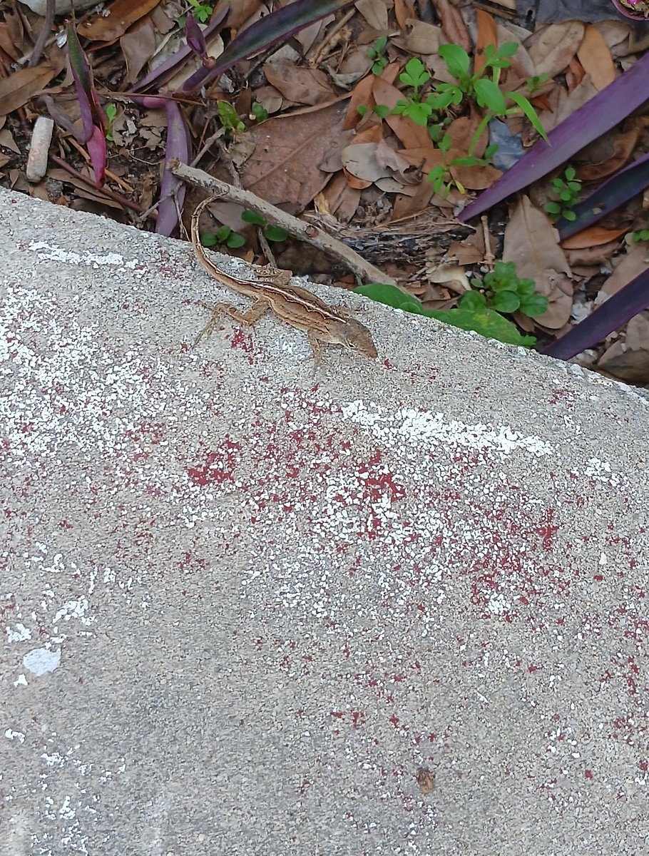 DonaldGrani1w3's tweet photo. Iguana in downtown Tampa!!!!! For size comparisons this is about 3x the thickness of the biggest Brown Anole you have ever seen. With the tail it was around 12 inches and chunky.
#iguana #Publixbayshore #largelizard #tampaflorida #hillsboroughcounty #donaldgrantkapp https://t.co/sJkQwFVvgh