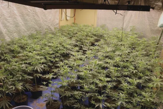 hanzaicc's tweet photo. Vietnamese National Arrested for Possessing 207 Potted Cannabis Plants at Home https://t.co/Sw8uL4hfCa https://t.co/kxTt2m0c7C
