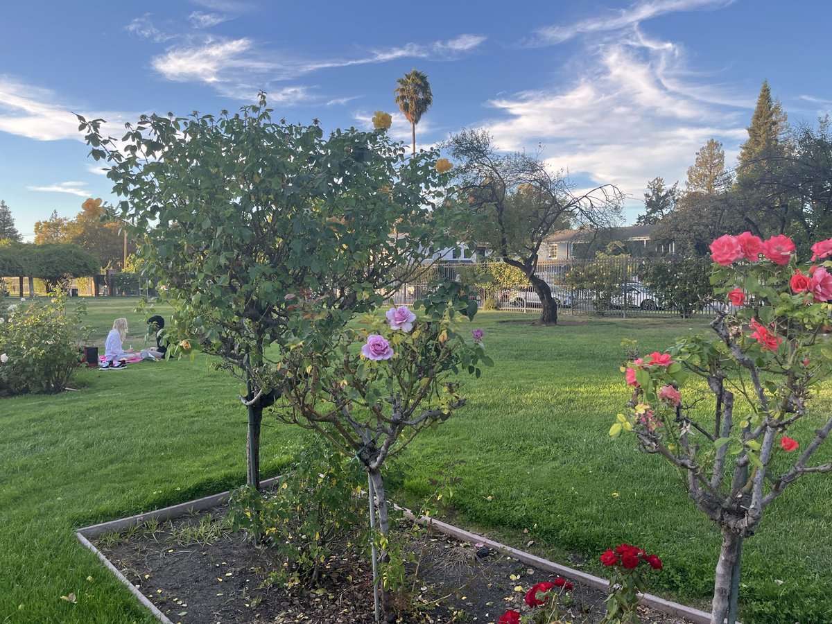 citizen_green_'s tweet photo. 2 🇺🇸 beautiful #Sunnyvale #rose garden 🌹#evening San Francisco Bay Area 🌸 #california #sunset https://t.co/lEPrWlRnTm