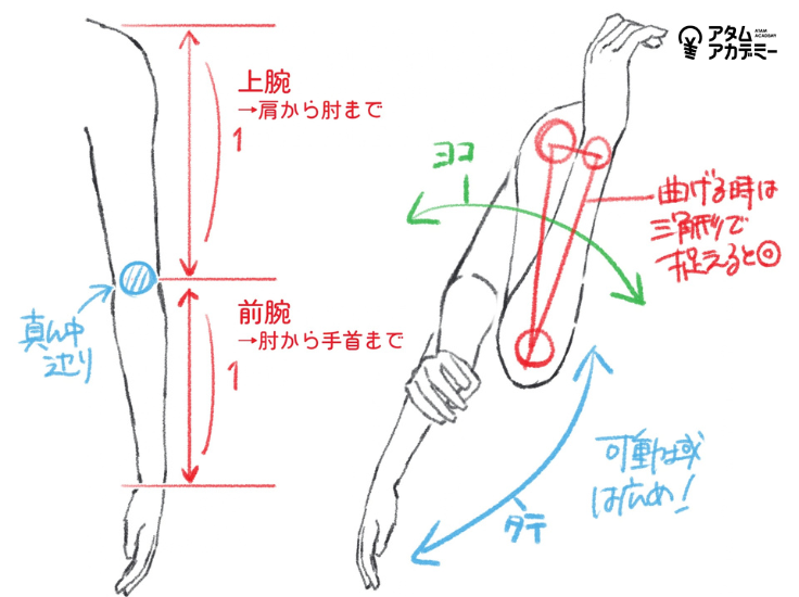 ATAM_illust's tweet photo. ◉腕の描き方：腕の構造 https://t.co/3u7dsyrAsR