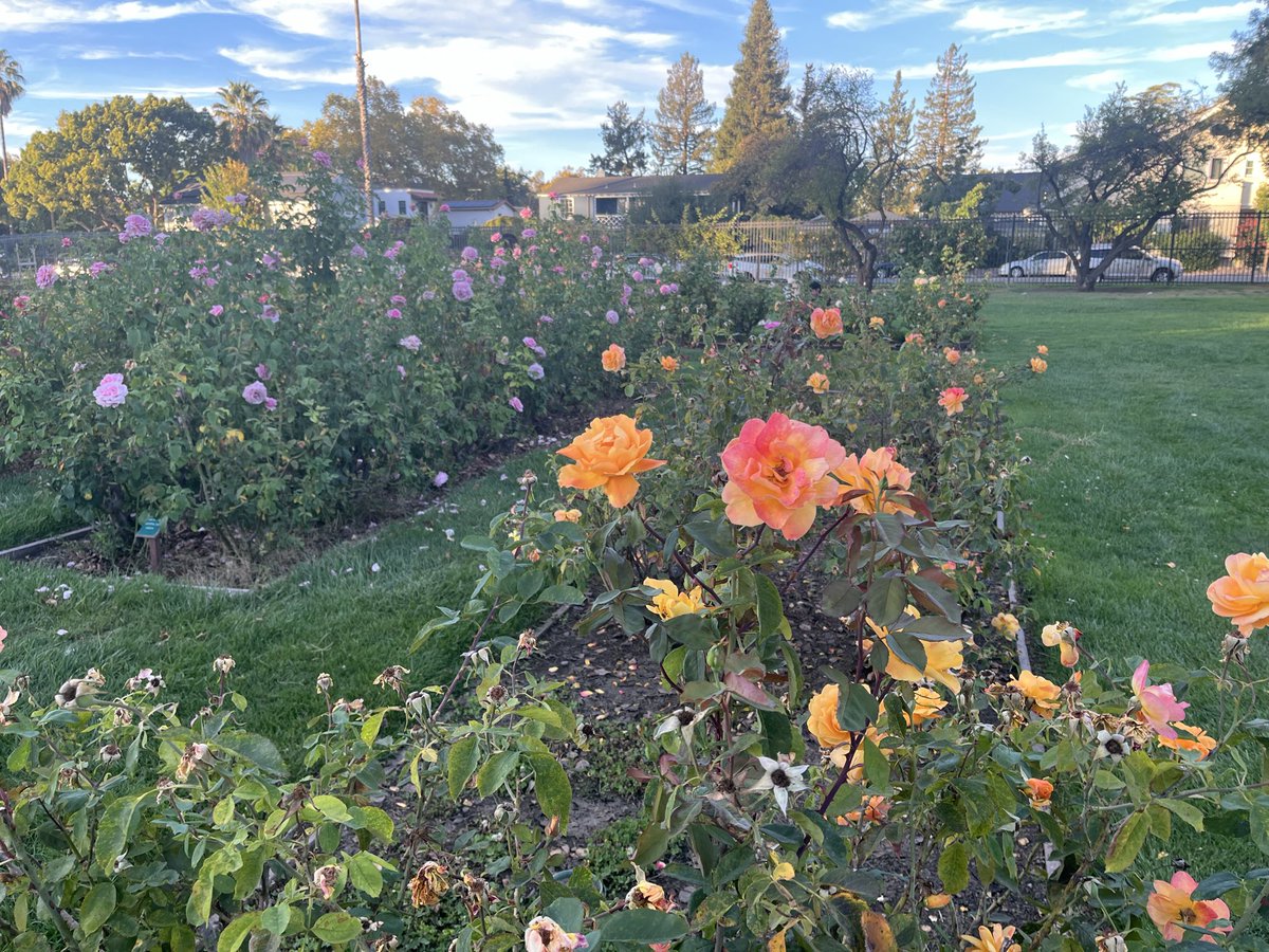 citizen_green_'s tweet photo. 🇺🇸 beautiful #Sunnyvale #rose garden 🌹#evening San Francisco Bay Area 🌸 #california #sunset https://t.co/DmFqsxF0ZN