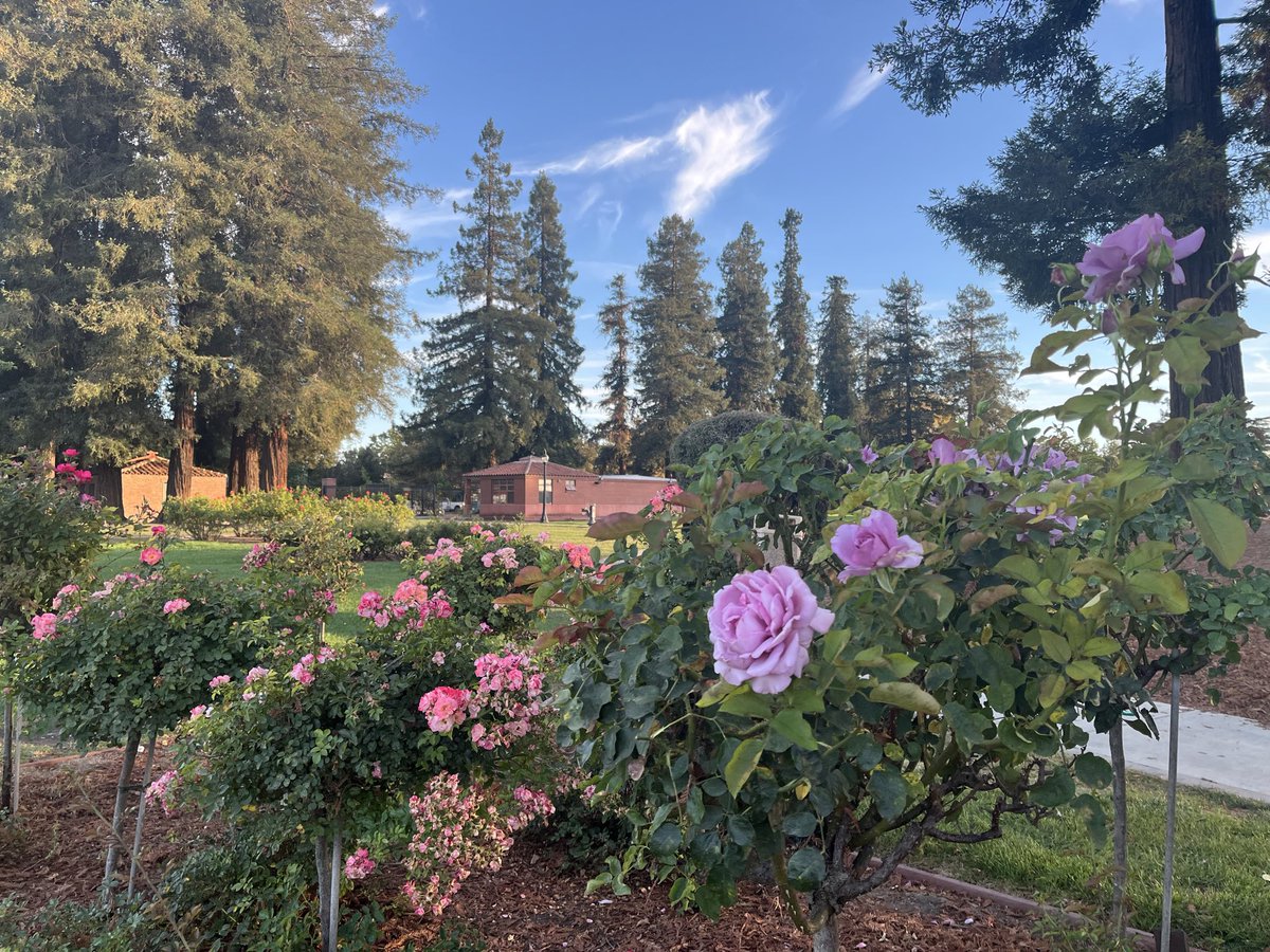 citizen_green_'s tweet photo. 🇺🇸 beautiful #Sunnyvale #rose garden 🌹#evening San Francisco Bay Area 🌸 #california #sunset https://t.co/DmFqsxF0ZN