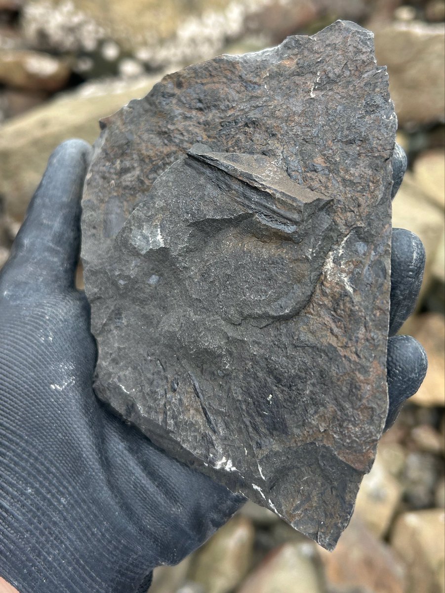 kansai_minerals's tweet photo. 紀伊半島の白亜紀層エリアにて調査。

タガネを使ってアプローチし、貝化石の断片や有機質が混じる母岩を確認できました。

現場で道具を振って狙い通りの化石が出た時の達成感は格別ですね。

じっくりクリーニングしてみます！

#関西鉱物採集研究室 #化石採集  #化石 #標本 https://t.co/lklUVmPjbJ