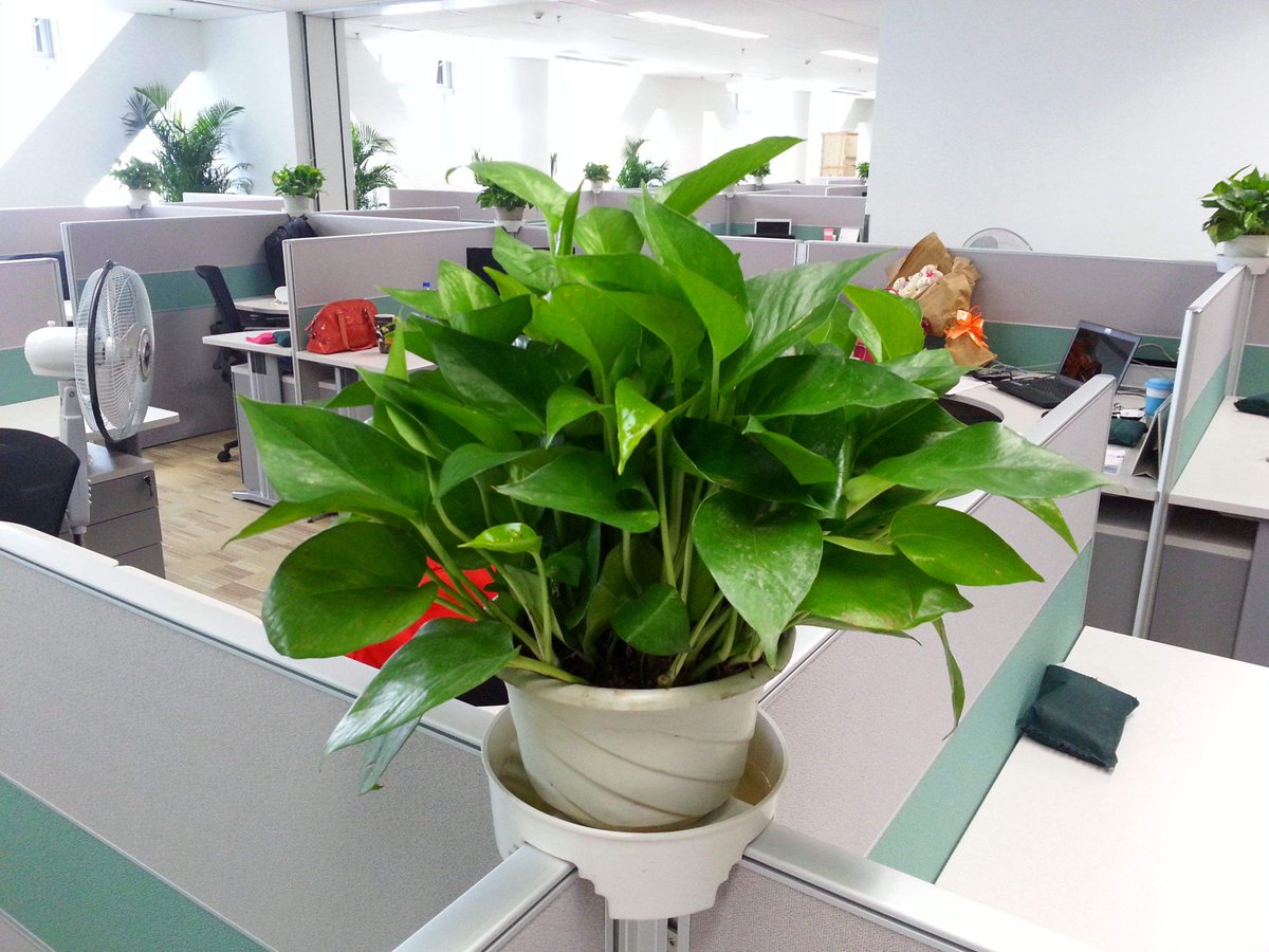 andredung818479's tweet photo. Keep your pothos happy! Water once every 10 days, place in bright indirect light, and wipe its leaves to remove dust. It’ll grow like a charm!， https://t.co/LAcxbam802