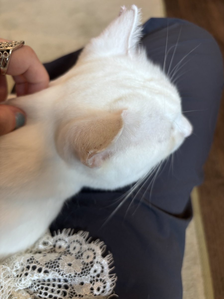 moonjunflower's tweet photo. stopped at a tiny cat cafe in osaka i might be the chosen one https://t.co/xSVdrVhwxb